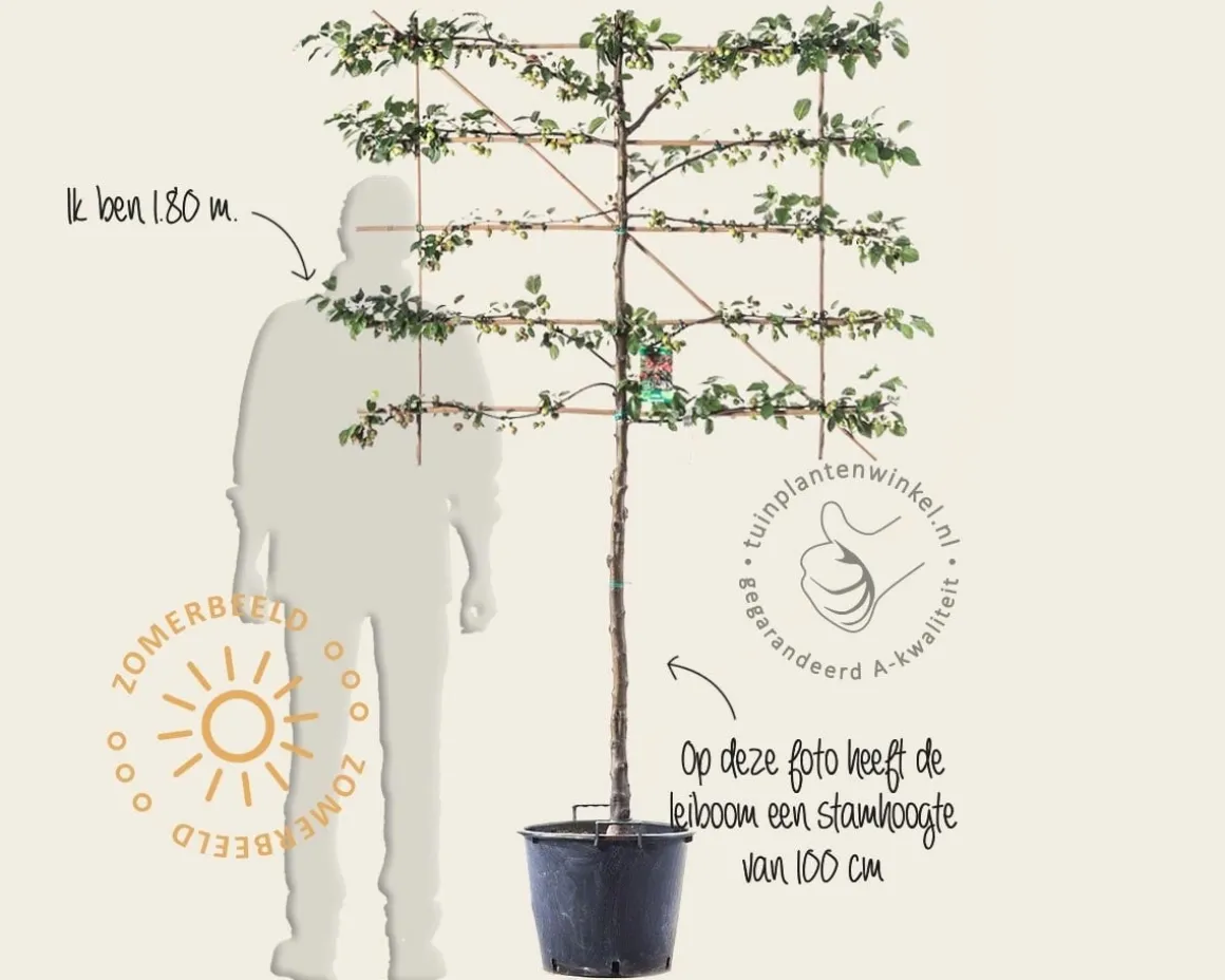 Malus evereste leiboom - Rek 120x90 cm