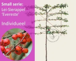 Malus evereste leiboom - Rek 120x90 cm