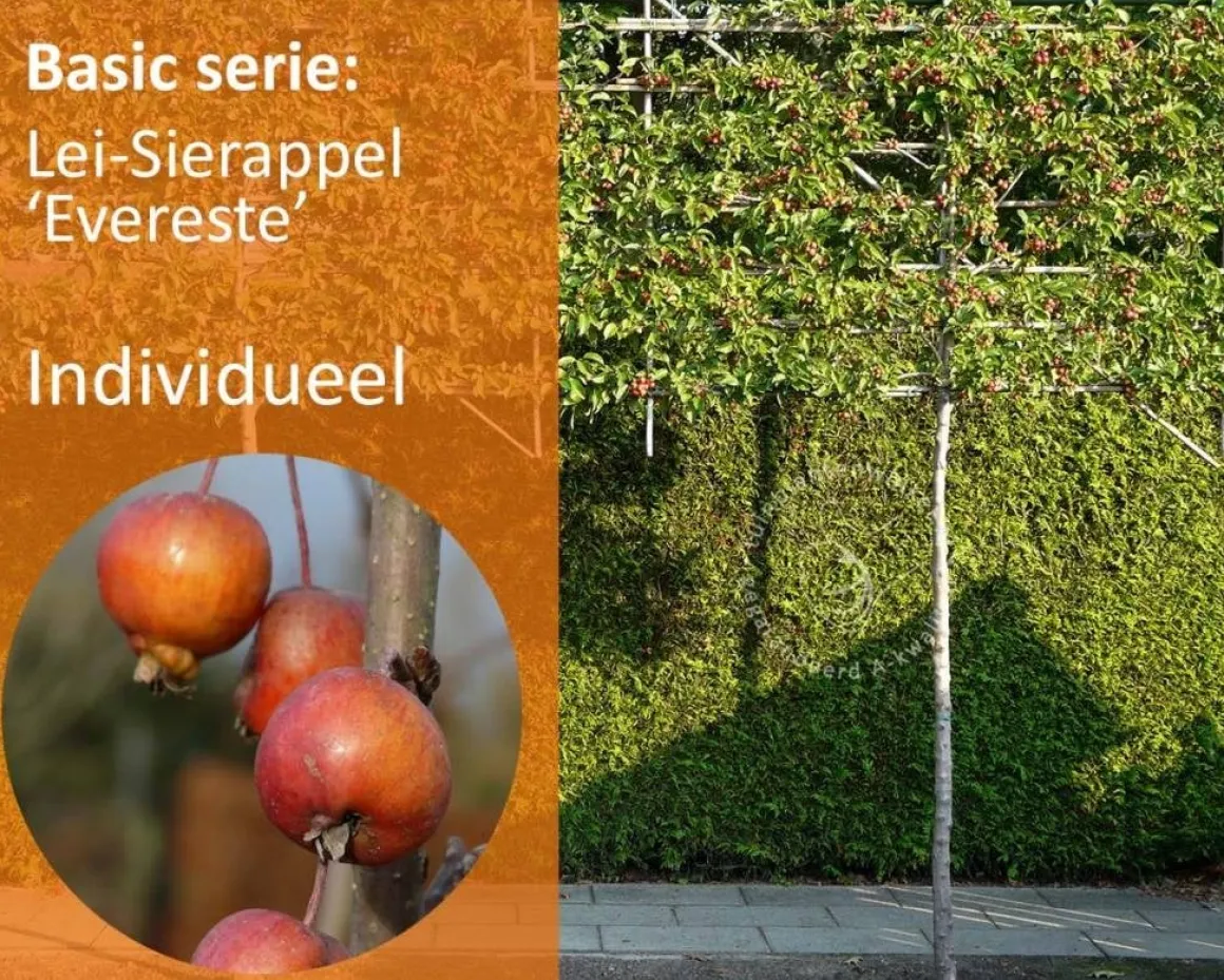 Malus evereste leiboom - Rek 180x110 cm