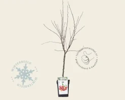 Malus 'Evereste' - mini
