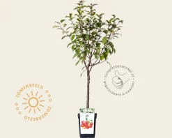 Malus 'Evereste' - mini