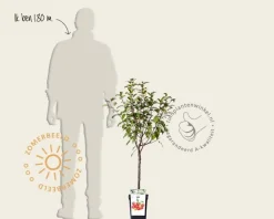 Malus 'Evereste' - mini