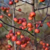 Malus 'Evereste' - U-vorm