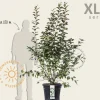 Malus 'Evereste' - XL+