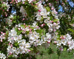Malus 'Evereste' - XL+