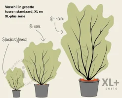 Malus 'Evereste' - XL+