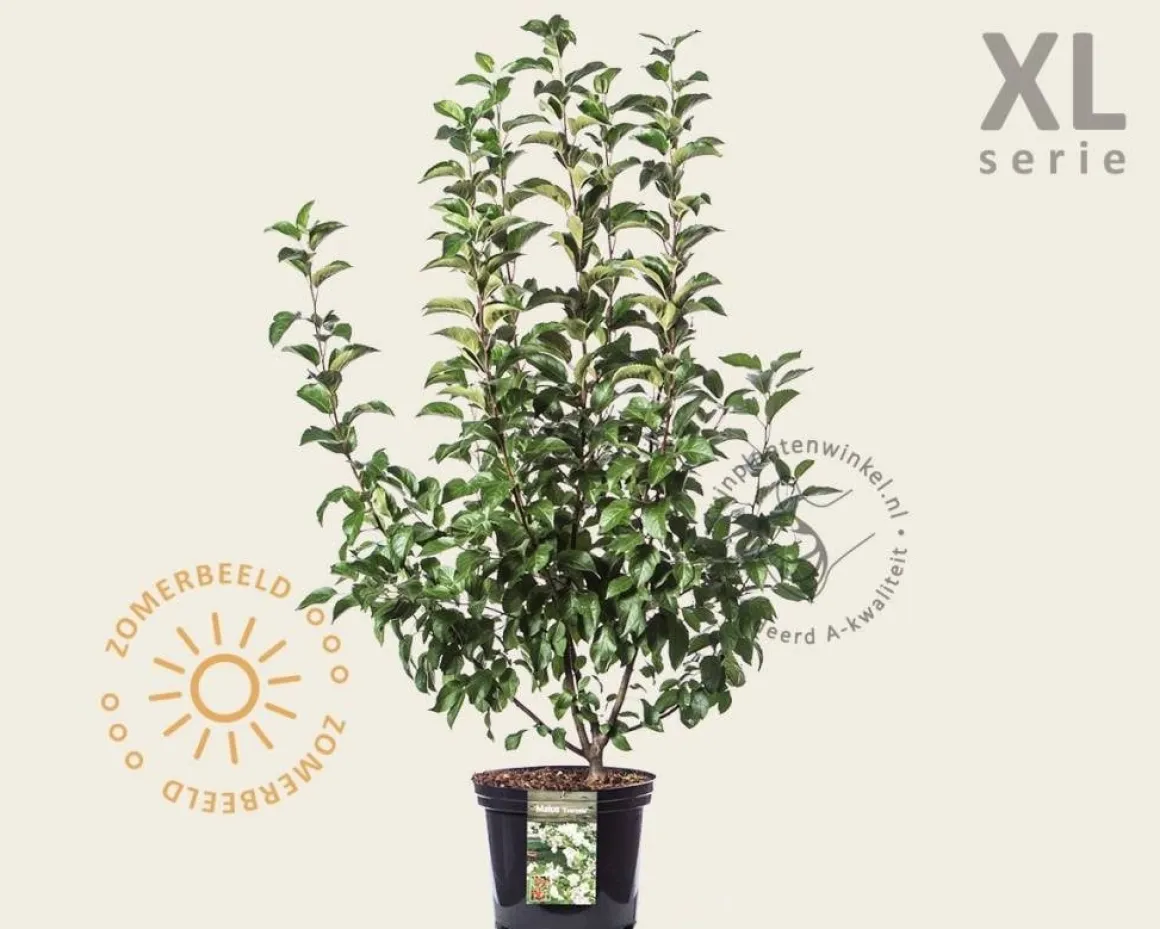 Malus 'Evereste' - XL