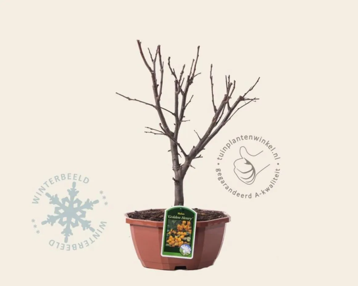 Malus 'Golden Henry' - bonsai in schaal