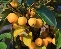 Malus 'Golden Henry' - bonsai in schaal
