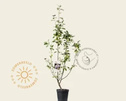 Malus 'Golden Hornet'