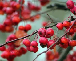 Malus 'Gorgeous' - bonsai in schaal
