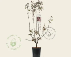 Malus 'Mokum'