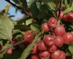 Malus 'Mokum'