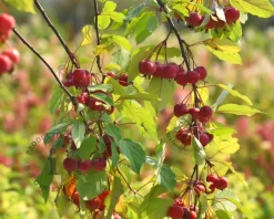 Malus 'Red Jade'