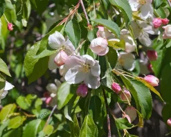 Malus 'Red Jade'