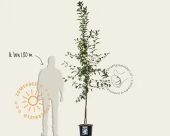 Malus 'Red Sentinel' - beveerd