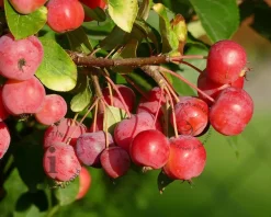 Malus 'Red Sentinel' - beveerd