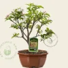 Malus 'Red Sentinel' - bonsai in schaal