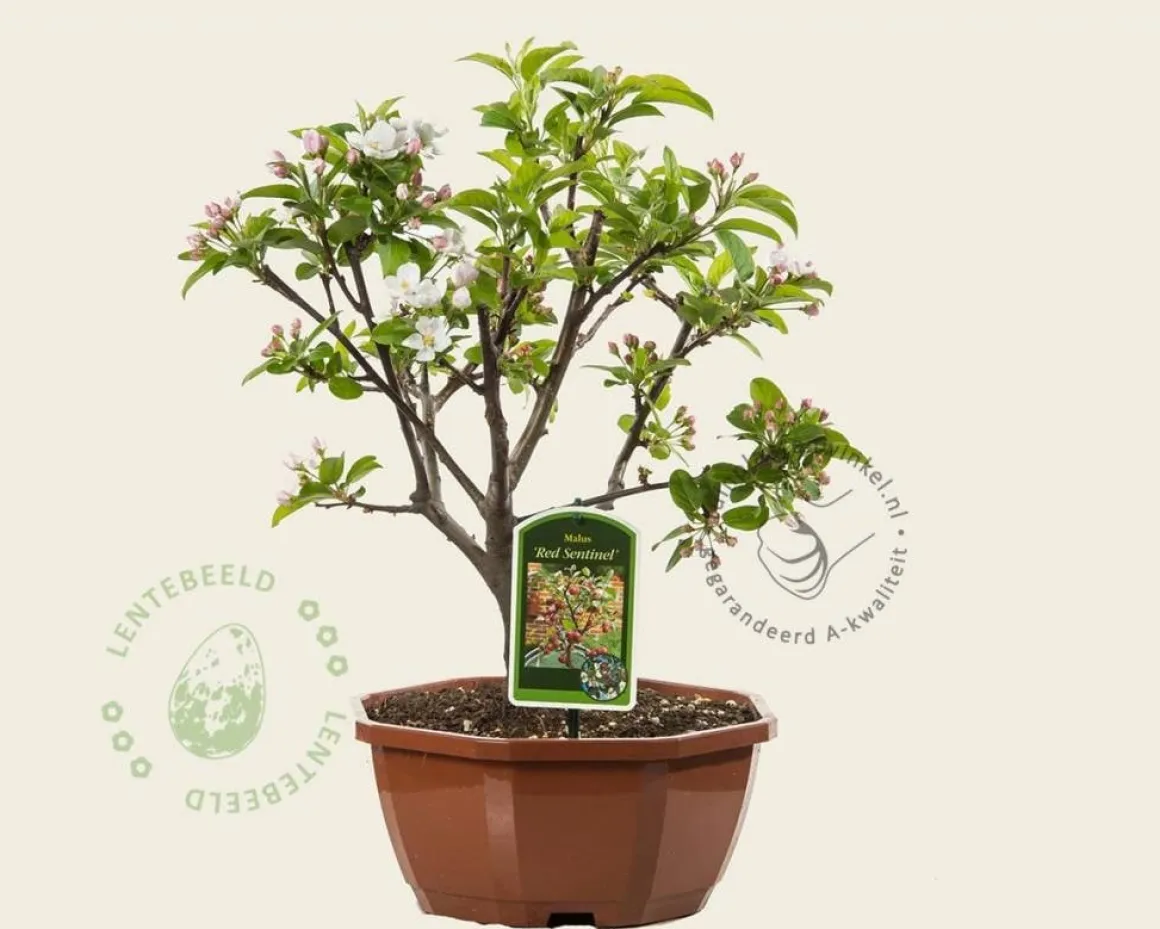 Malus 'Red Sentinel' - bonsai in schaal