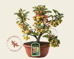 Malus 'Red Sentinel' - bonsai in schaal