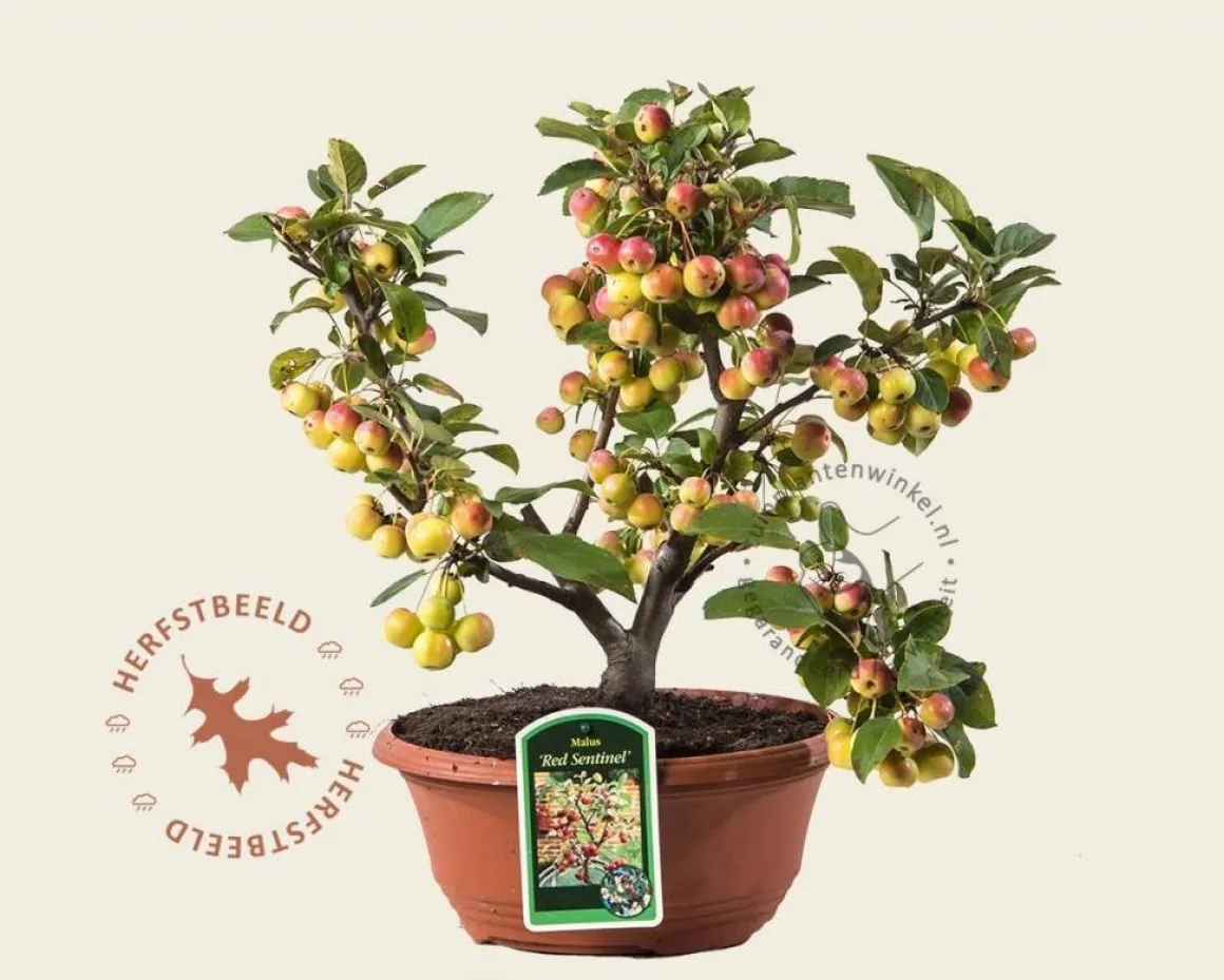 Malus 'Red Sentinel' - bonsai in schaal