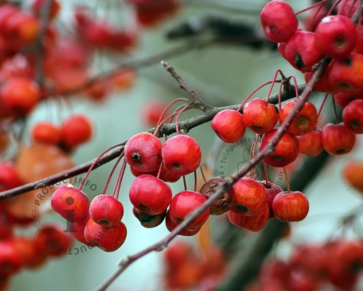 Malus 'Red Sentinel' - bonsai in schaal