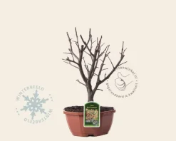 Malus 'Red Sentinel' - bonsai in schaal