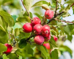 Malus 'Red Sentinel' - laagstam