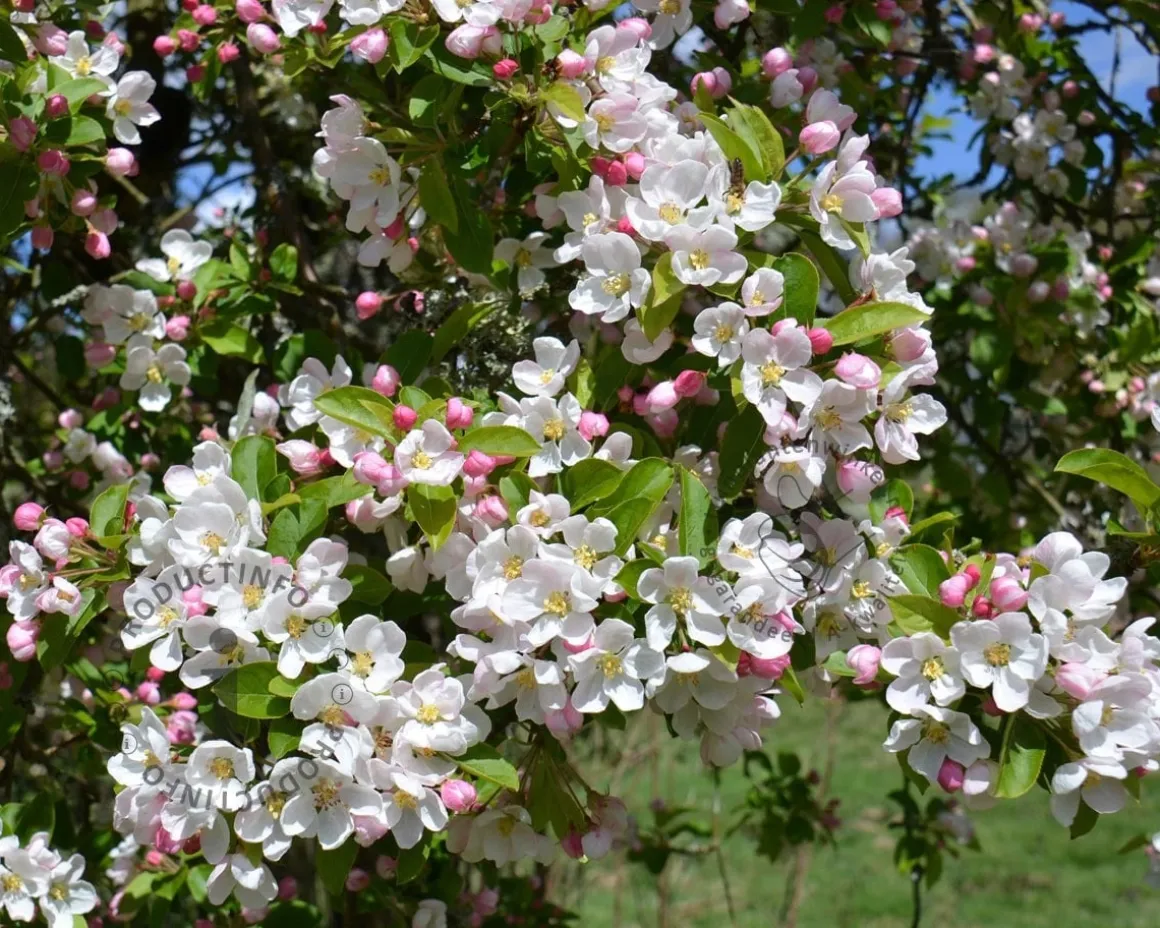 Malus 'Red Sentinel' - meerstammig