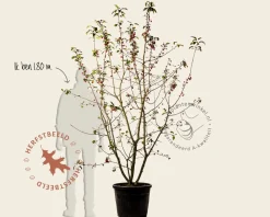 Malus 'Red Sentinel' - meerstammig