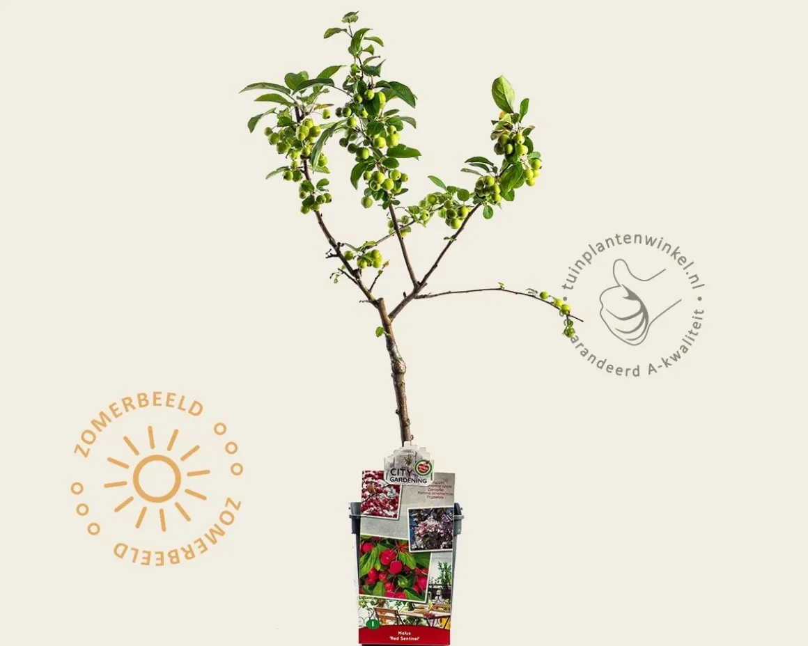 Malus 'Red Sentinel' - mini