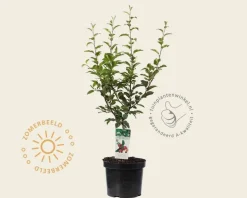 Malus 'Red Sentinel' - struik