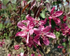 Malus 'Royal Beauty' - op stam