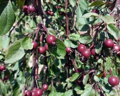 Malus 'Royal Beauty' - op stam