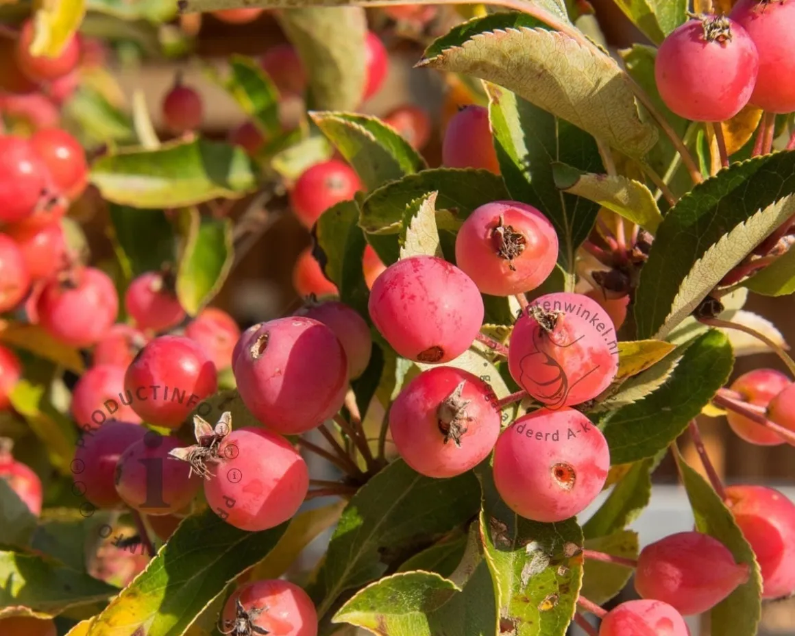 Malus 'Rudolph' - beveerd
