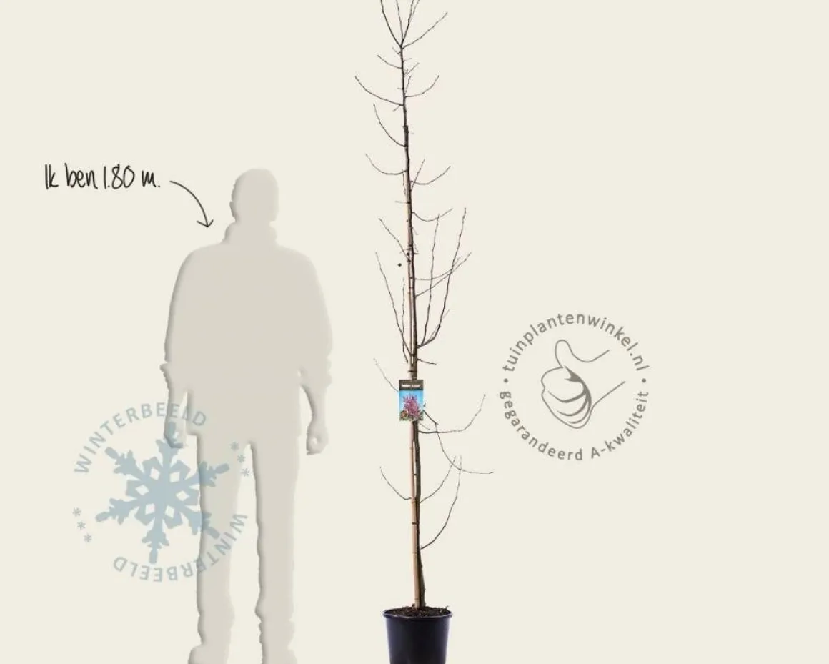 Malus 'Rudolph' - beveerd