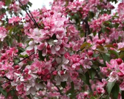 Malus 'Rudolph' - beveerd