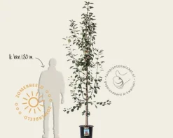 Malus 'Rudolph' - beveerd