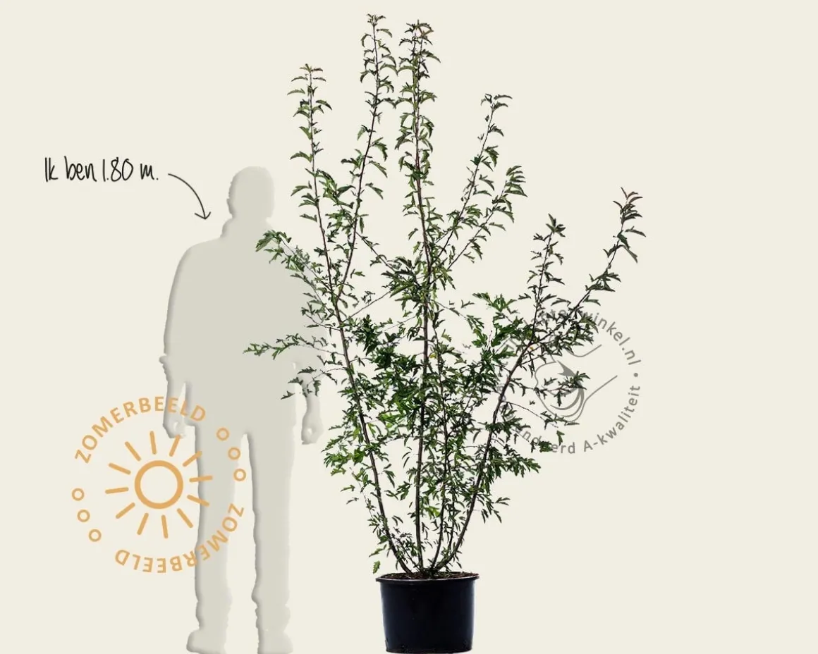 Malus toringo - meerstammig