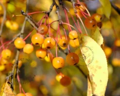 Malus toringo - meerstammig
