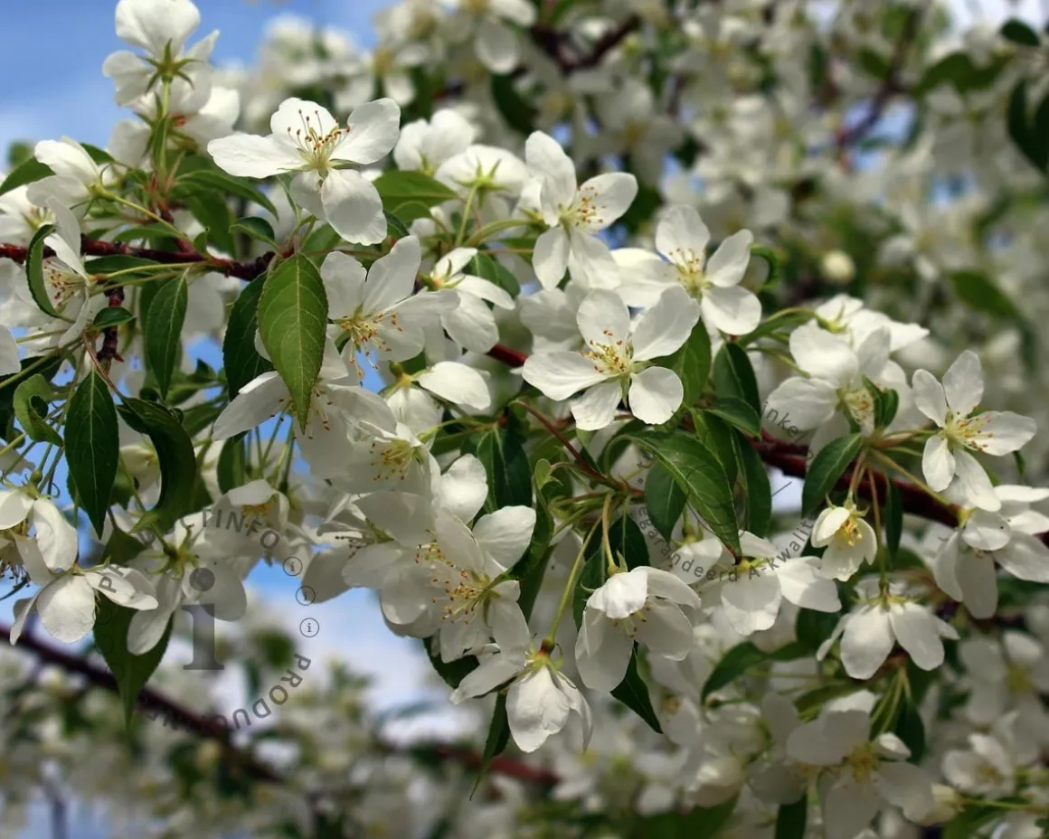 Malus toringo - meerstammig