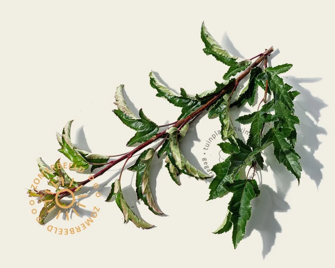 Malus toringo - meerstammig