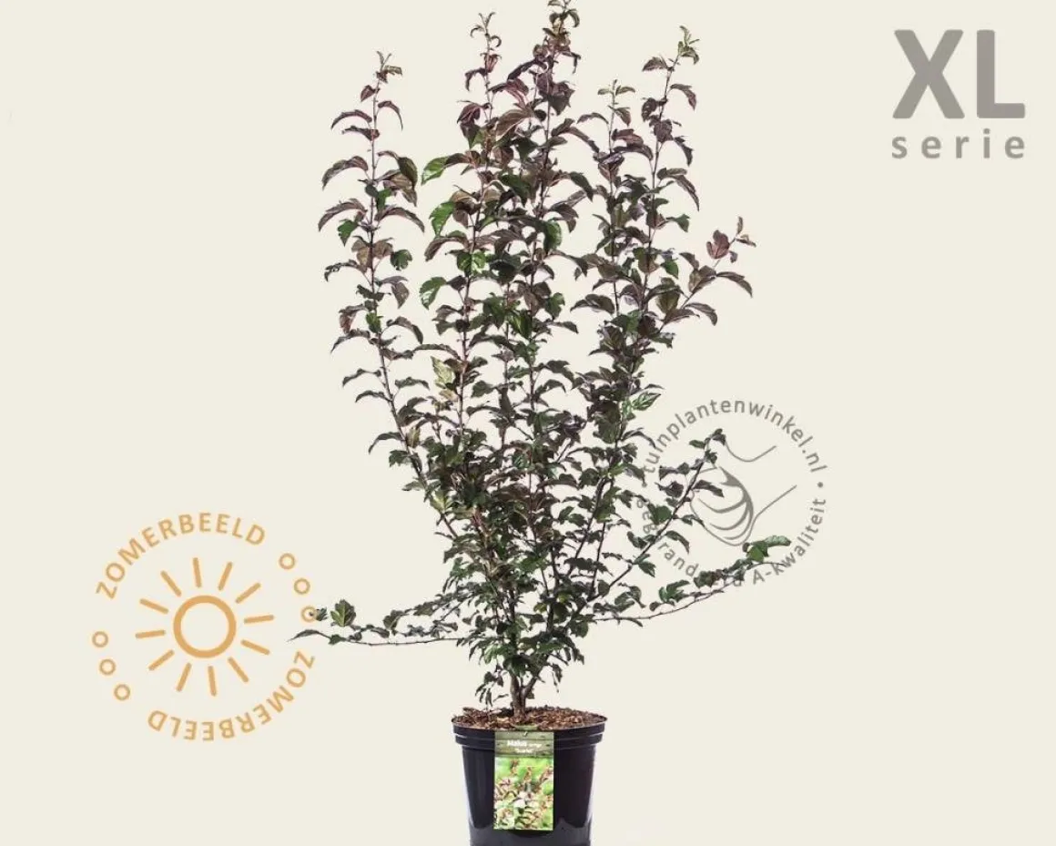Malus toringo 'Scarlett' - XL