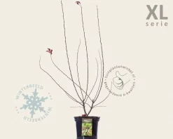 Malus toringo 'Scarlett' - XL