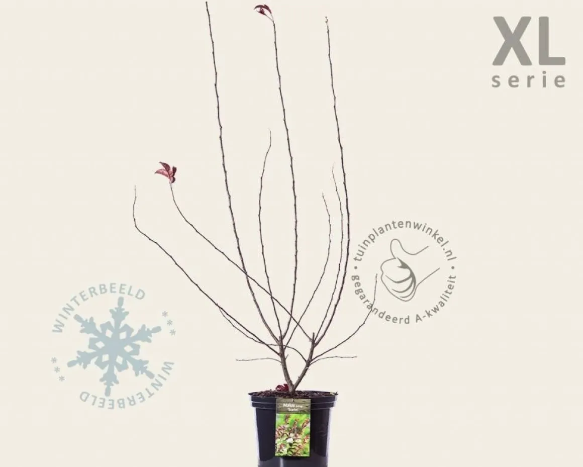 Malus toringo 'Scarlett' - XL