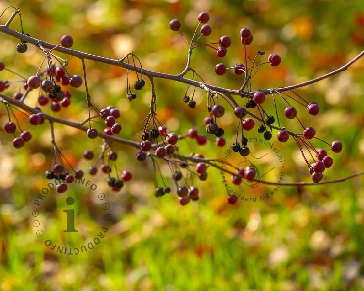 Malus toringo 'Scarlett' - XL