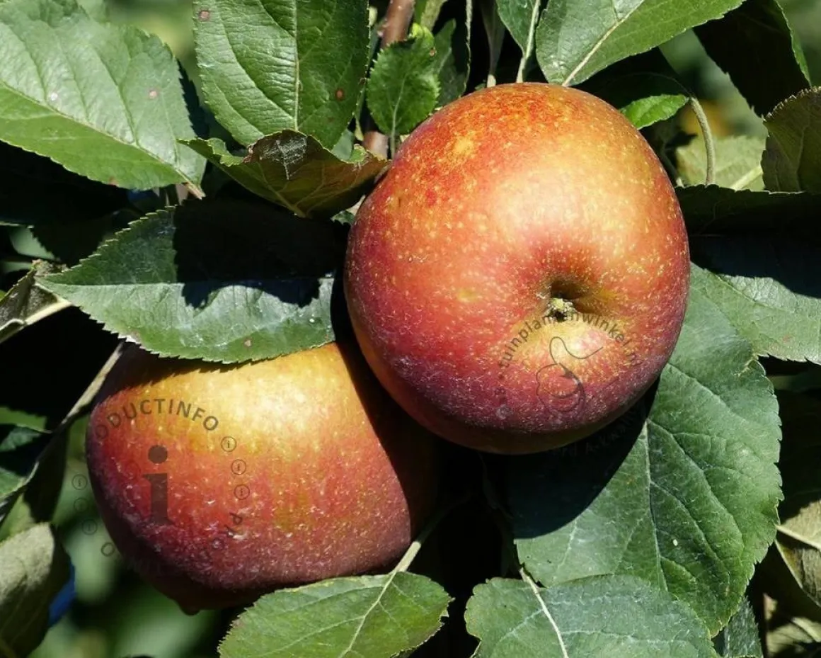 Malus TRIO 'Elstar', 'Jonagold' & 'Rode Boskoop'