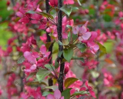 Malus 'Veitch's Scarlet' - meerstammig
