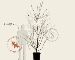 Malus 'Veitch's Scarlet' - meerstammig