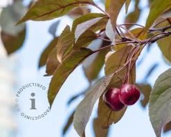 Malus 'Veitch's Scarlet' - meerstammig